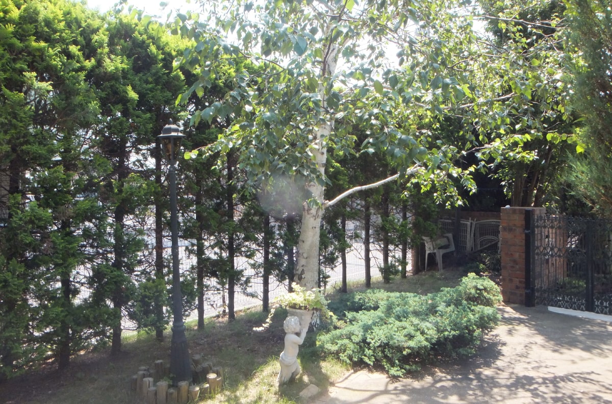 虫が発生しやすい庭