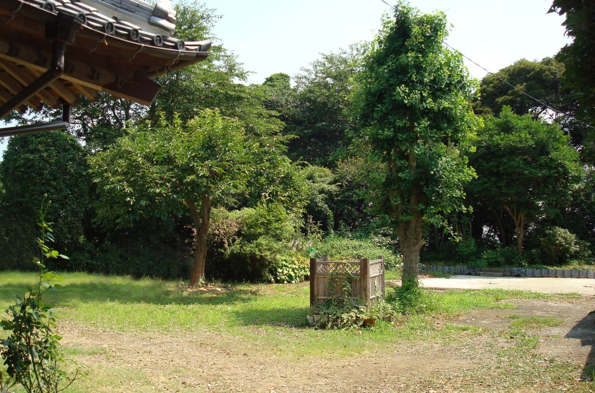 雑草が生えた土の庭