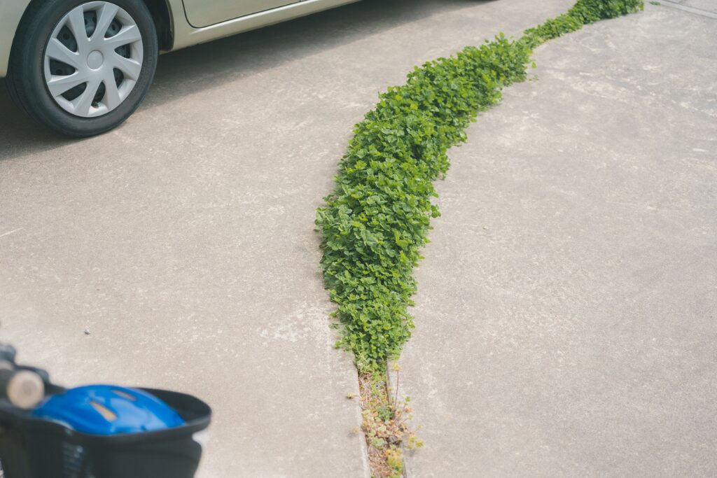 駐車場の目地の雑草を放置