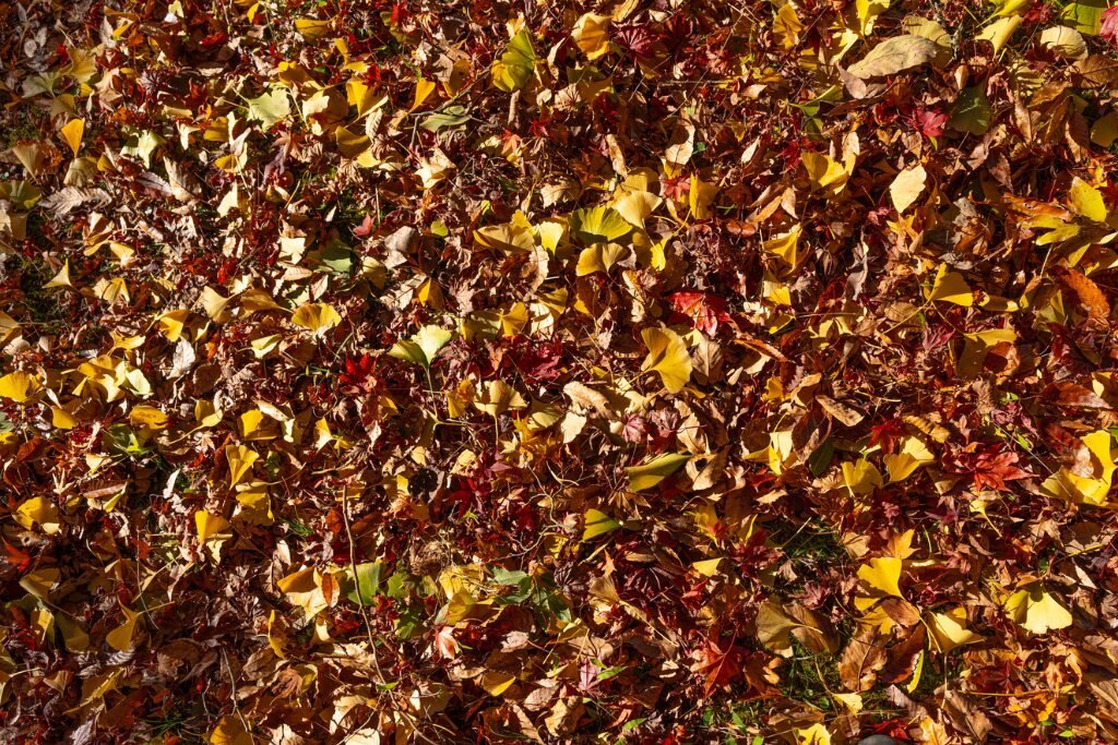 落ち葉を放置している庭