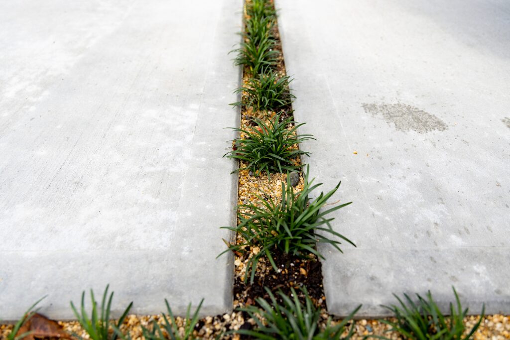 タマリュウと砂目地