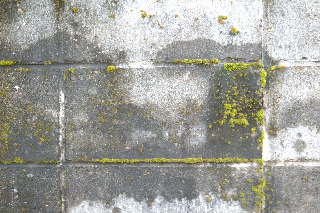 苔が生える原因